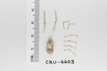 Media type: image;   Invertebrate Zoology CRU-6603 Description: Preserved specimen.;
